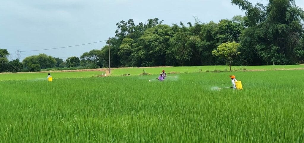 राजनांदगांव : कृषि विज्ञान केन्द्र सुरगी द्वारा किसानों को धान फसल की सुरक्षा के लिए दी गई समसामयिक सलाह