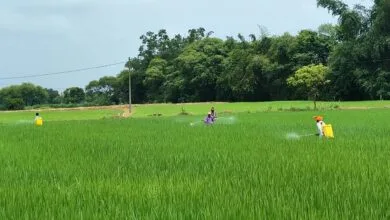 राजनांदगांव : कृषि विज्ञान केन्द्र सुरगी द्वारा किसानों को धान फसल की सुरक्षा के लिए दी गई समसामयिक सलाह