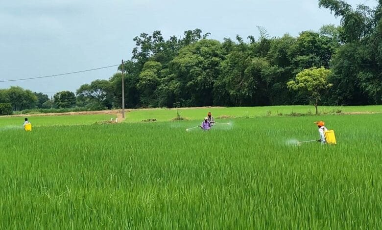 राजनांदगांव : कृषि विज्ञान केन्द्र सुरगी द्वारा किसानों को धान फसल की सुरक्षा के लिए दी गई समसामयिक सलाह