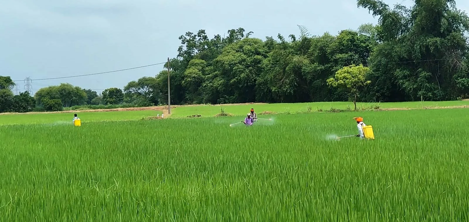राजनांदगांव : कृषि विज्ञान केन्द्र सुरगी द्वारा किसानों को धान फसल की सुरक्षा के लिए दी गई समसामयिक सलाह