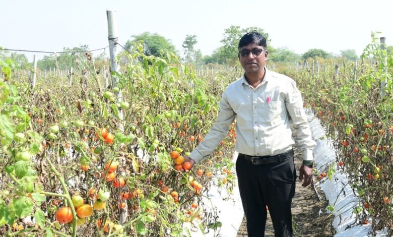 राजनांदगांव : टमाटर के भरपूर उत्पादन से किसान सुरेश सिन्हा को मिला बहुत फायदा