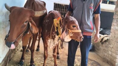 मोहला : राष्ट्रीय कृत्रिम गर्भाधान कार्यक्रम से बदल गई हरीश चंद्र पैंकरा की जिंदगी