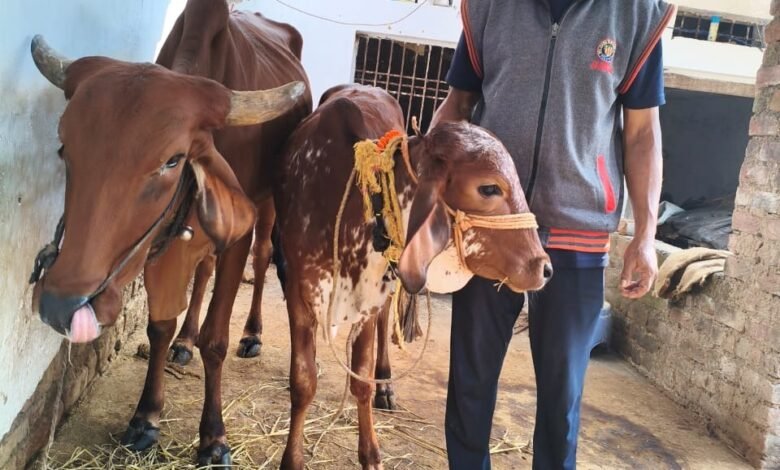  मोहला : राष्ट्रीय कृत्रिम गर्भाधान कार्यक्रम से बदल गई हरीश चंद्र पैंकरा की जिंदगी