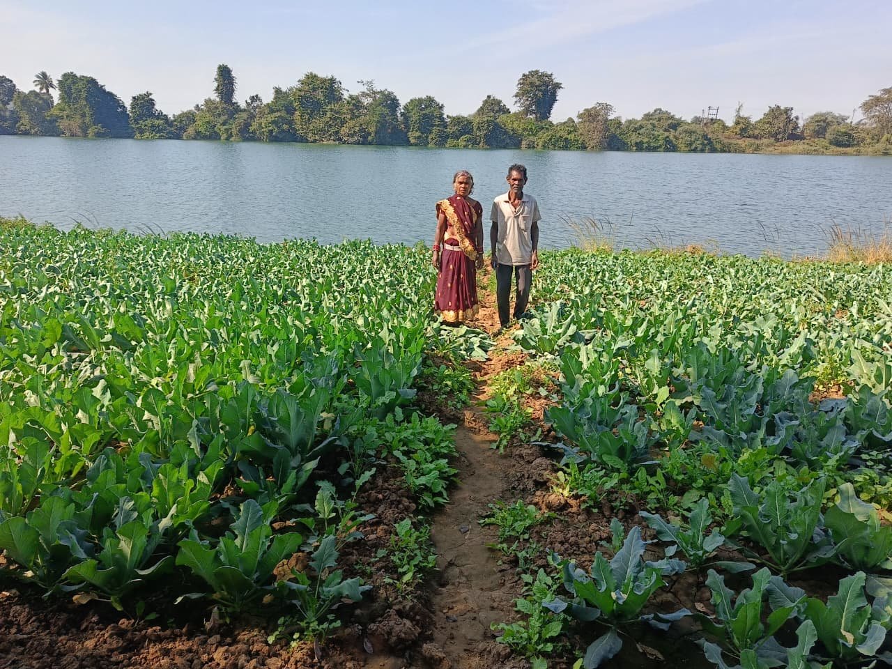 CG.जैविक खेती की ओर बढ़ा रहा है किसानों का रुझान :