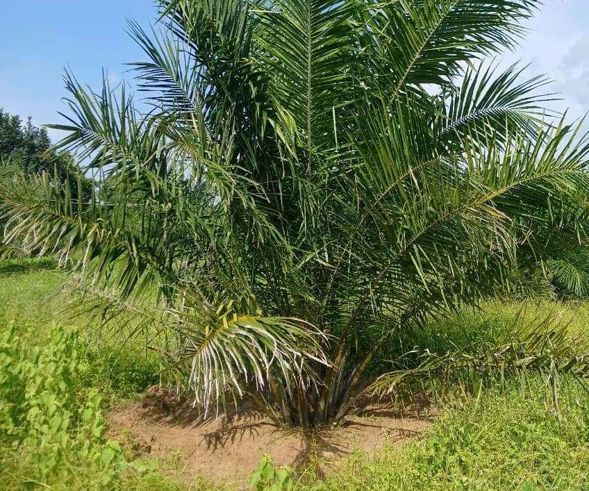 नेशनल मिशन ऑन एडिबल ऑयल ऑयल पॉम योजनांतर्गत किसानों को ऑयल पॉम की खेती के लिए दिया जा रहा अतिरिक्त अनुदान