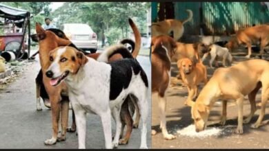 नगर में आवारा कुत्तों का आतंक, चार मासूम बच्चों को काटा