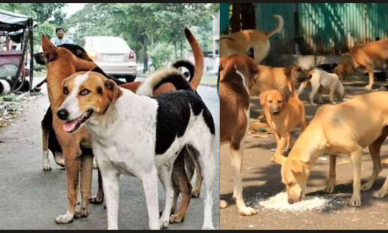 नगर में आवारा कुत्तों का आतंक, चार मासूम बच्चों को काटा