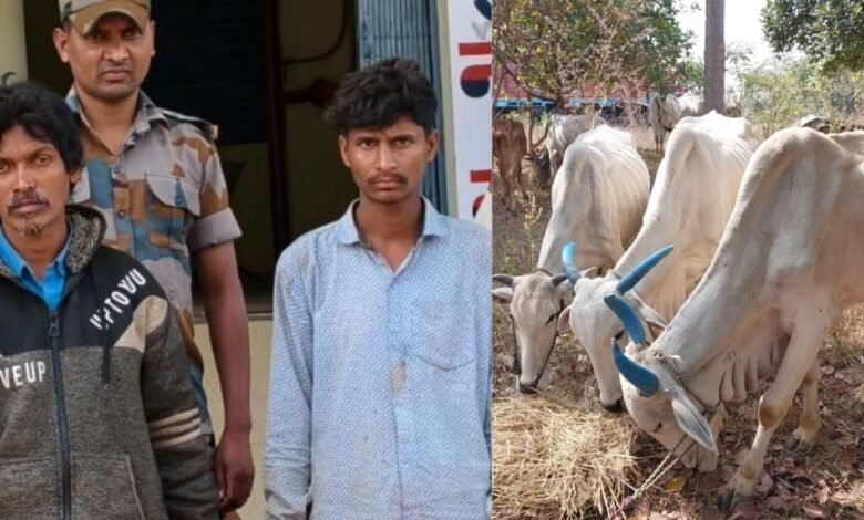 मवेशी तस्करों पर कार्रवाई, महाराष्ट्र कत्लखाना ले जाते दो आरोपी गिरफ्तार