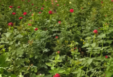 CG : गुलाबों से महकती सफलता: सूरजपुर के किसान की प्रेरक कहानी