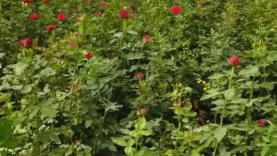 CG : गुलाबों से महकती सफलता: सूरजपुर के किसान की प्रेरक कहानी