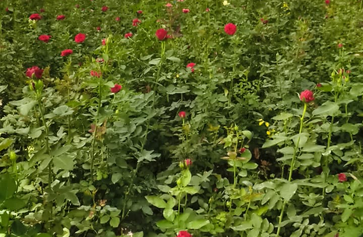 CG : गुलाबों से महकती सफलता: सूरजपुर के किसान की प्रेरक कहानी