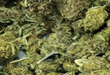 CG : 10 लाख का गांजा जब्त, स्कूटी सवार गिरफ्तार…