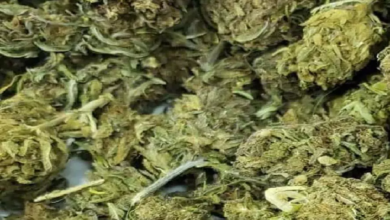 CG : 10 लाख का गांजा जब्त, स्कूटी सवार गिरफ्तार…