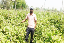 CG : ग्राफ्टेड बैंगन की उन्नत खेती से अमृत बंजारे की आर्थिक स्थिति हुई सुदृढ़