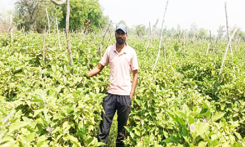 CG : ग्राफ्टेड बैंगन की उन्नत खेती से अमृत बंजारे की आर्थिक स्थिति हुई सुदृढ़