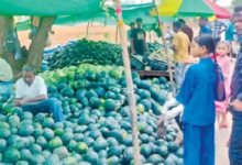 CG : तरबूज उत्पादक किसानों को 300 करोड़ की आर्थिक क्षति, भाव में गिरावट …