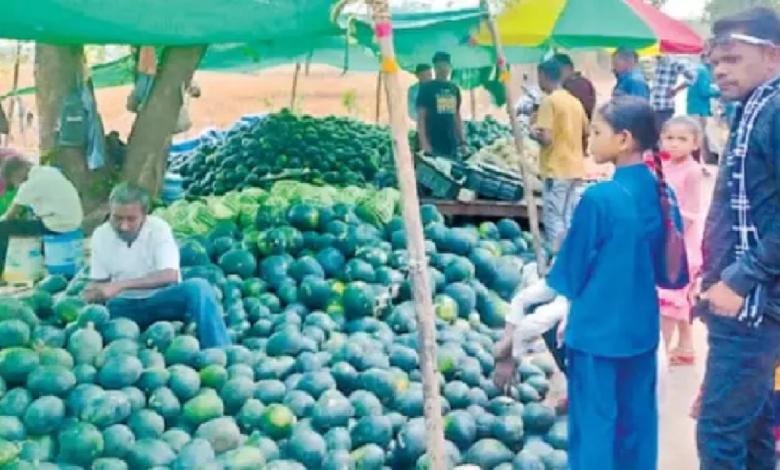 CG : तरबूज उत्पादक किसानों को 300 करोड़ की आर्थिक क्षति, भाव में गिरावट …