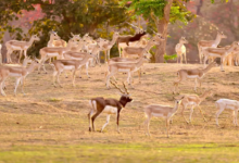 CG : बारनवापारा में काले हिरणों का वैज्ञानिक पद्धति से पुनर्स्थापन, 34 हिरणों को प्राकृतिक आवास में छोड़ा गया सुरक्षित …