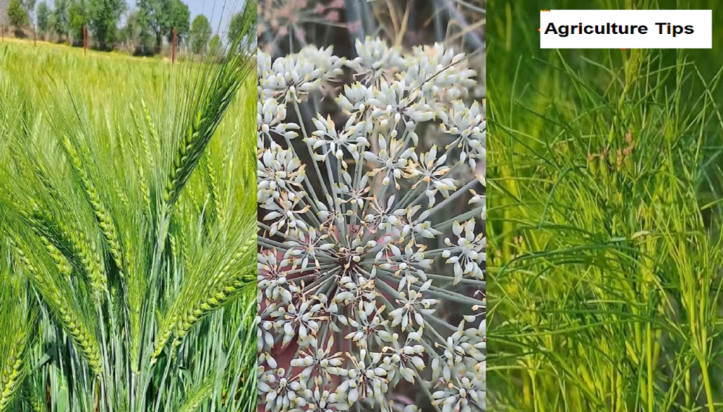 Agriculture Tips