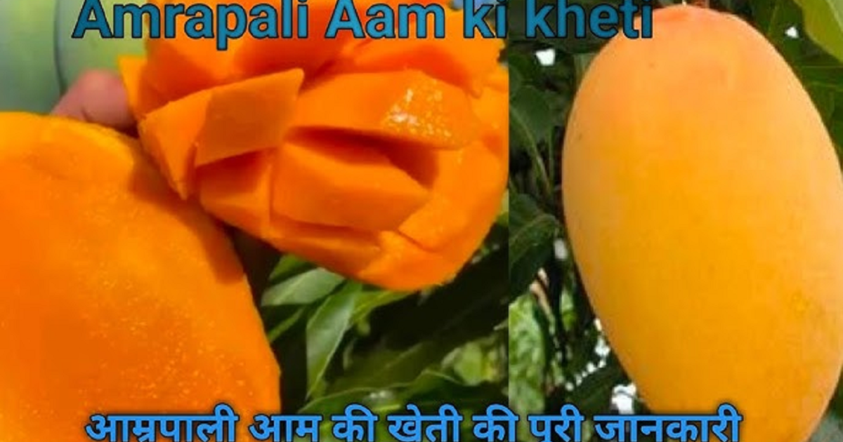 Amrapali Mango Cultivation