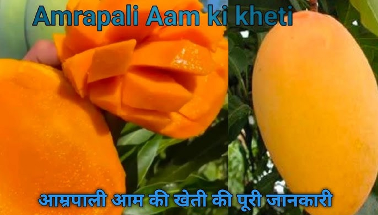Amrapali Mango Cultivation