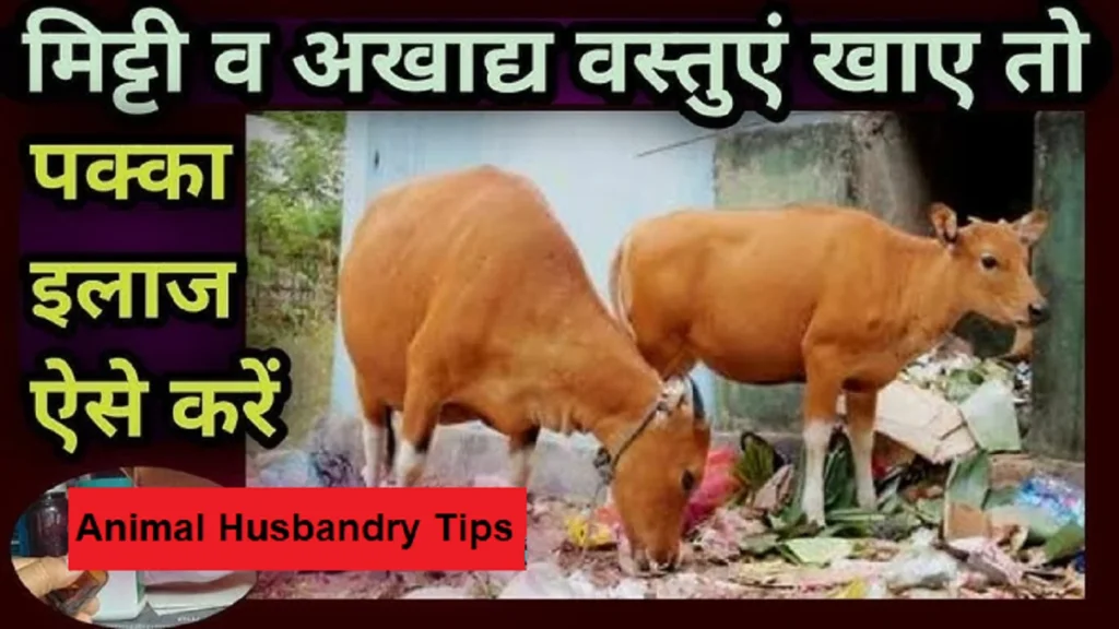Animal Husbandry Tips