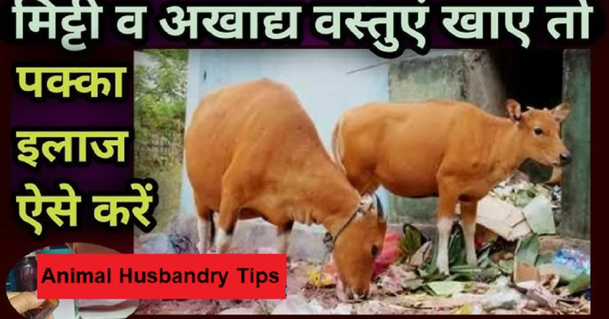 Animal Husbandry Tips