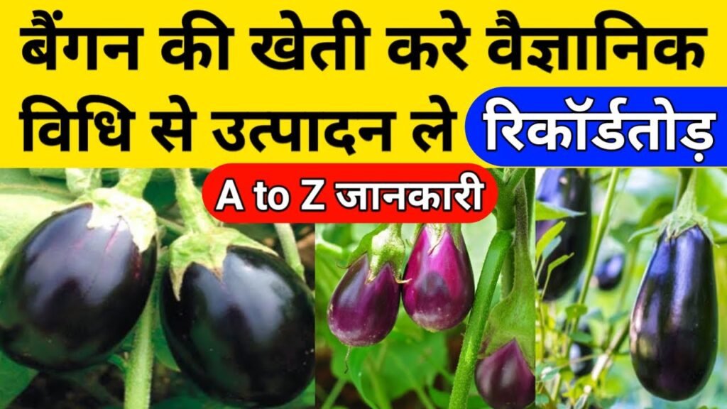 Brinjal Farming New Technique