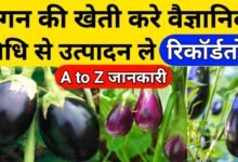 Brinjal Farming New Technique