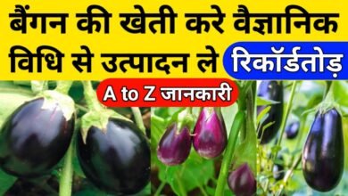Brinjal Farming New Technique