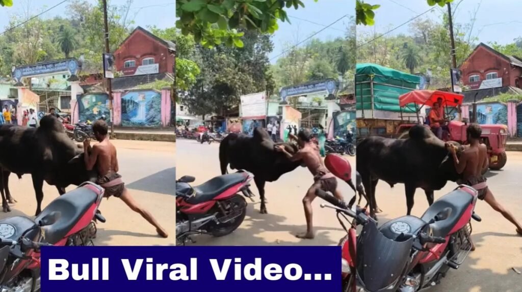 Bull Viral Video