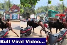 Bull Viral Video