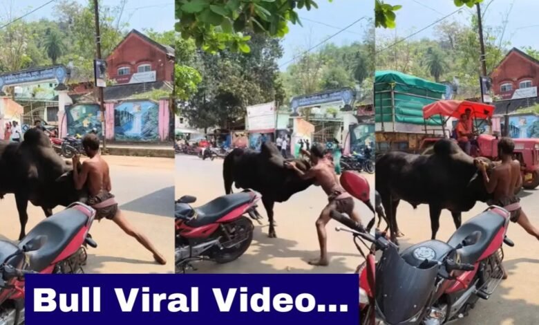 Bull Viral Video