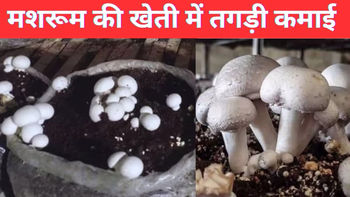Mushroom Cultivation