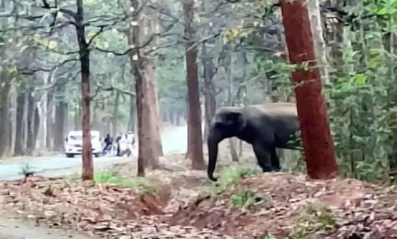 CG : सड़क में आवागमन रोका हाथियों ने, रायगढ़ में फसल भी बर्बाद कर रहे …