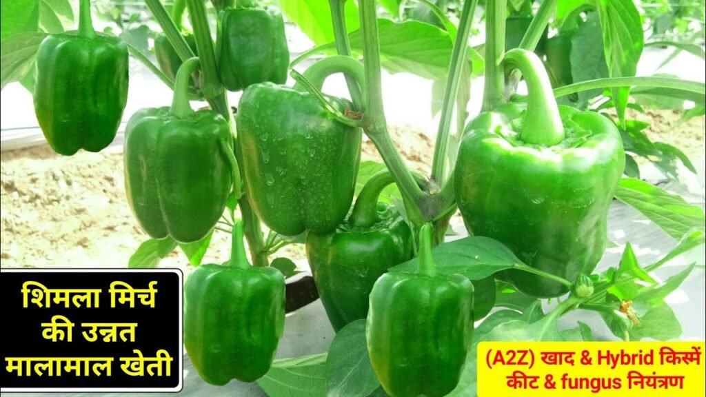 Capsicum cultivation