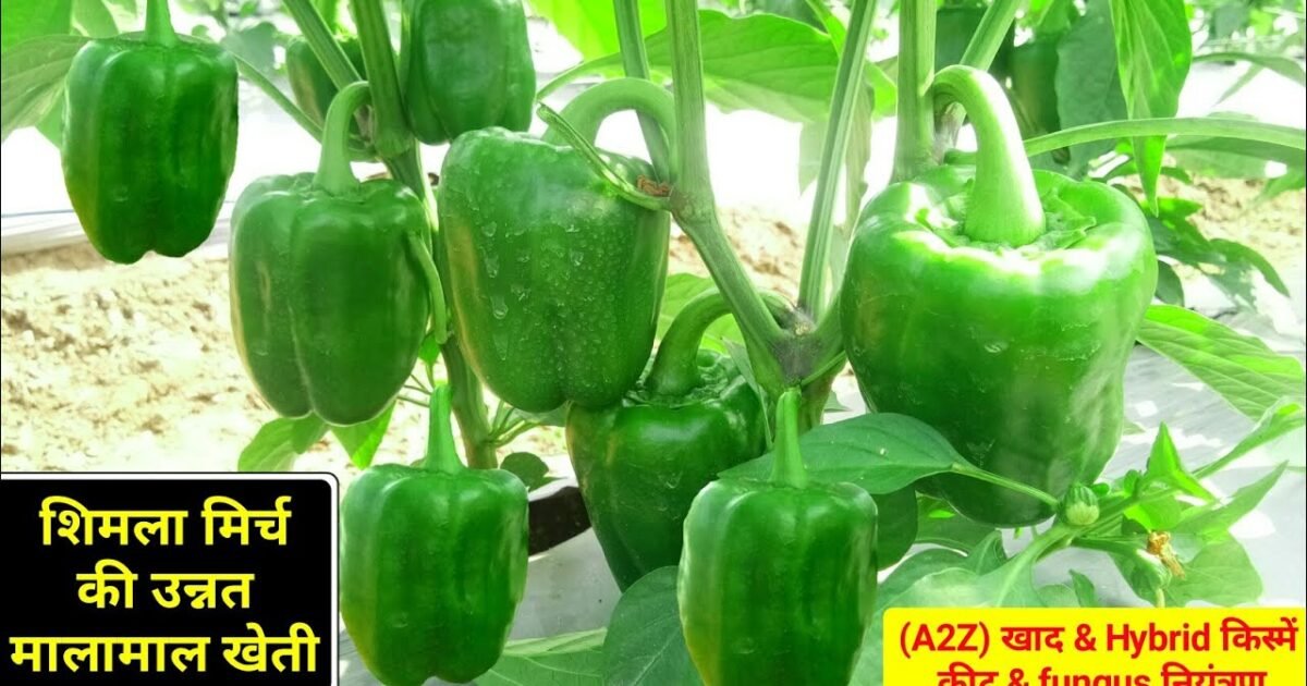 Capsicum cultivation