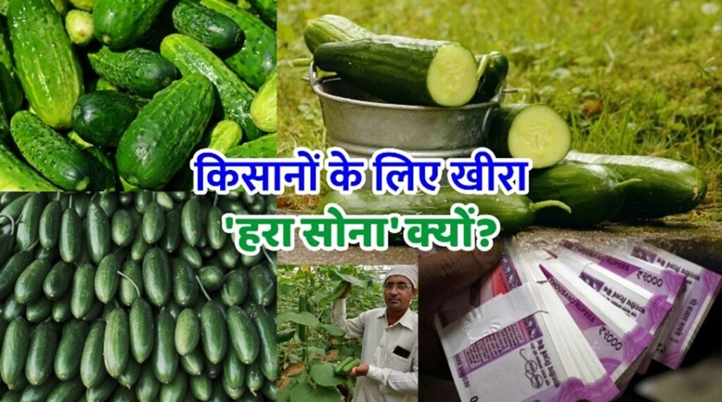 Cucumber Cultivation