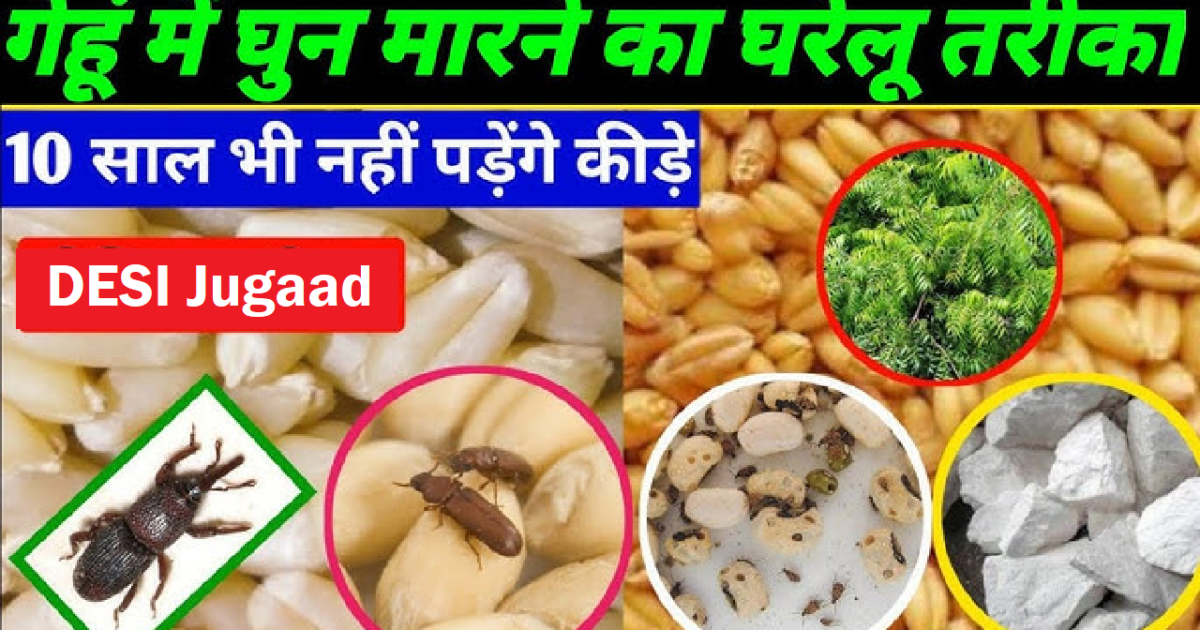 Granary Weevils Jugaad