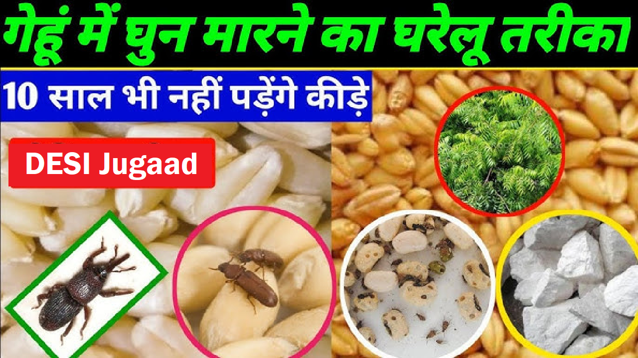 Granary Weevils Jugaad