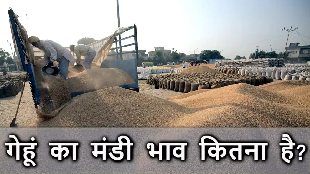 Gehu Mandi Rate 2026