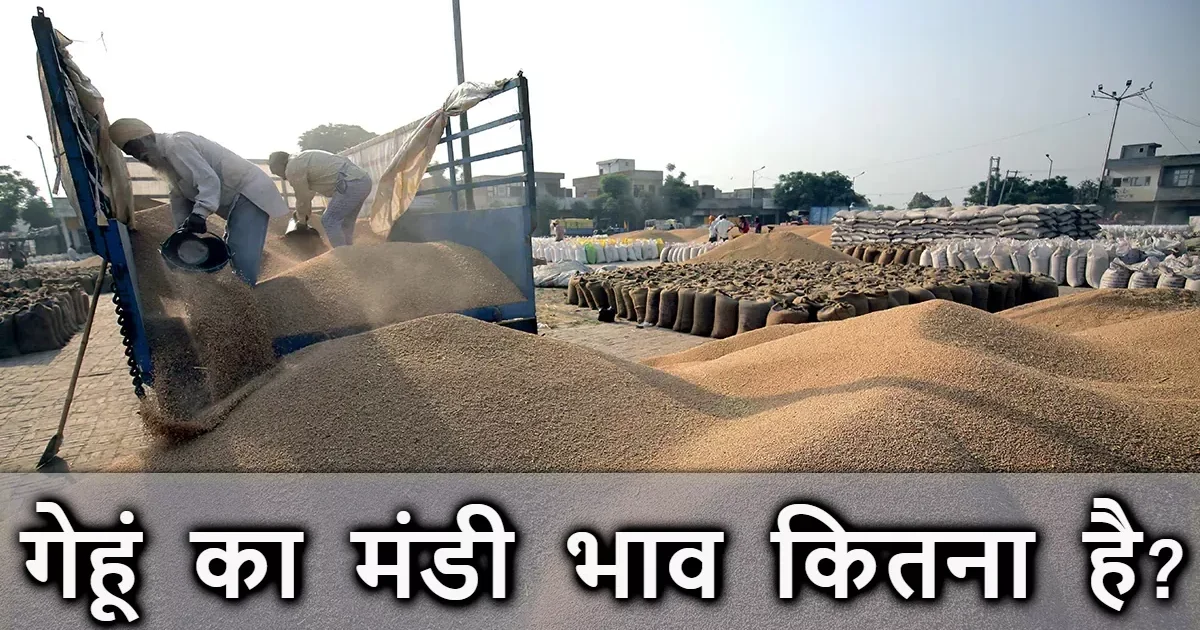 Gehu Mandi Rate 2026