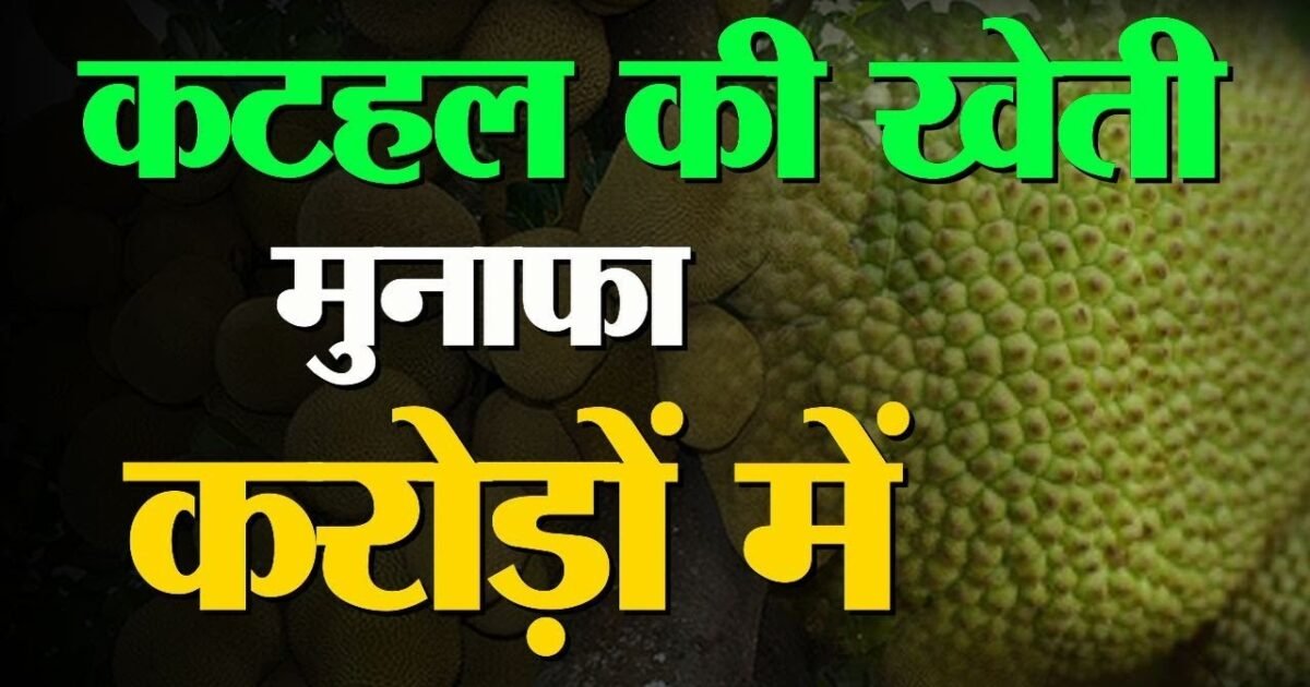 Jackfruit Cultivation