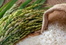New Rice Variety