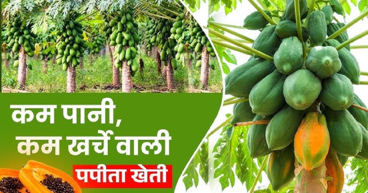 Papaya Cultivation