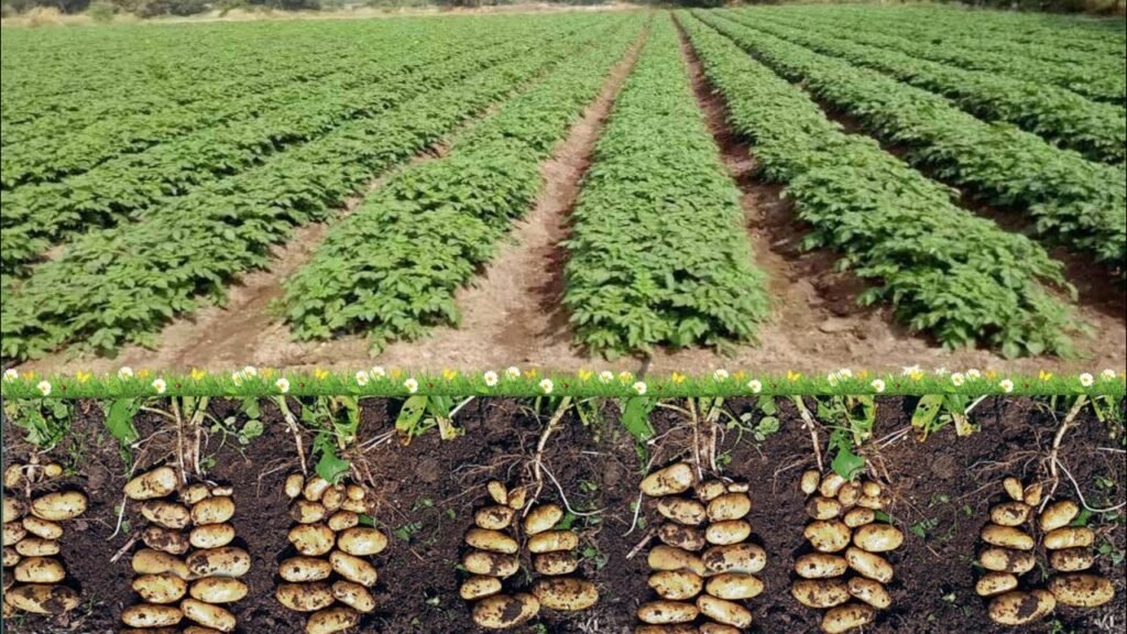 Potato Cultivation