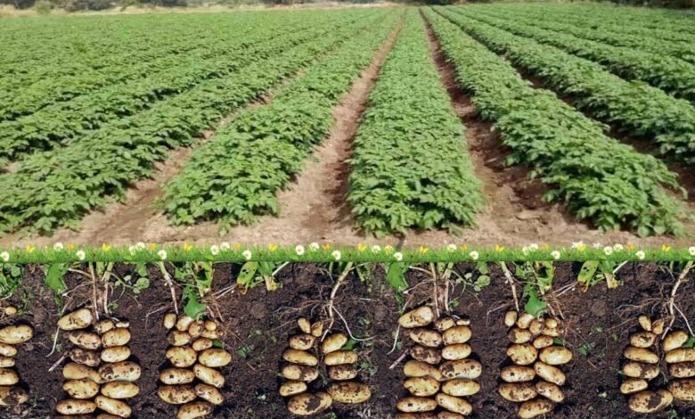 Potato Cultivation