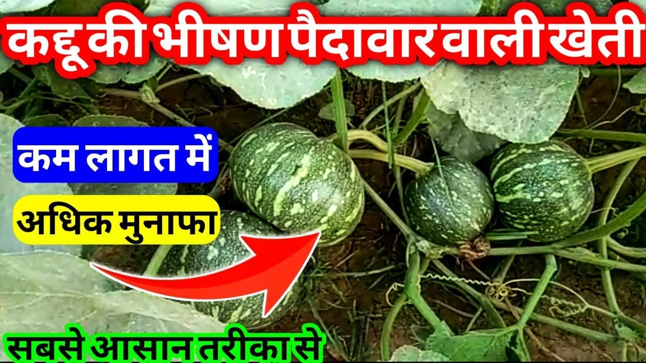 Pumpkin Cultivation