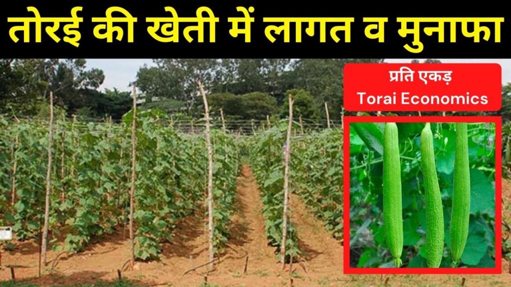 Ridge Gourd Cultivation