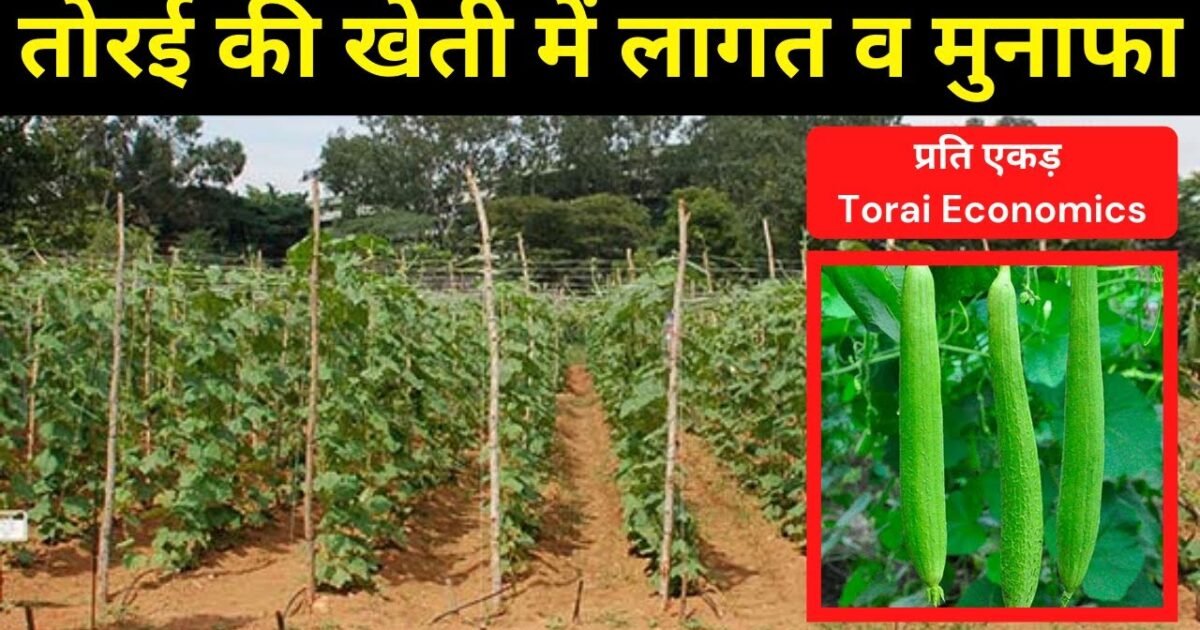 Ridge Gourd Cultivation